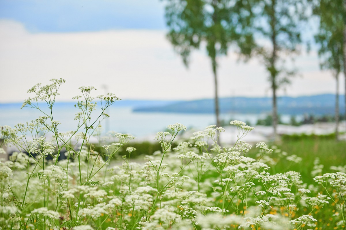 Habo kommun bild.
