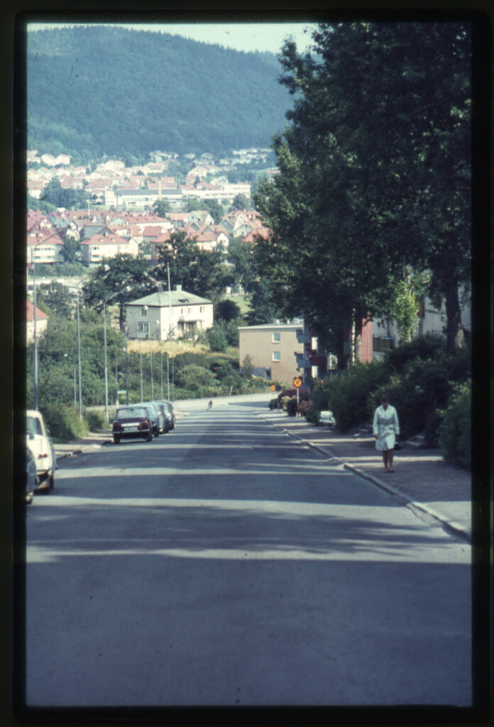 Grönskande gata med bilar vid sidan.
