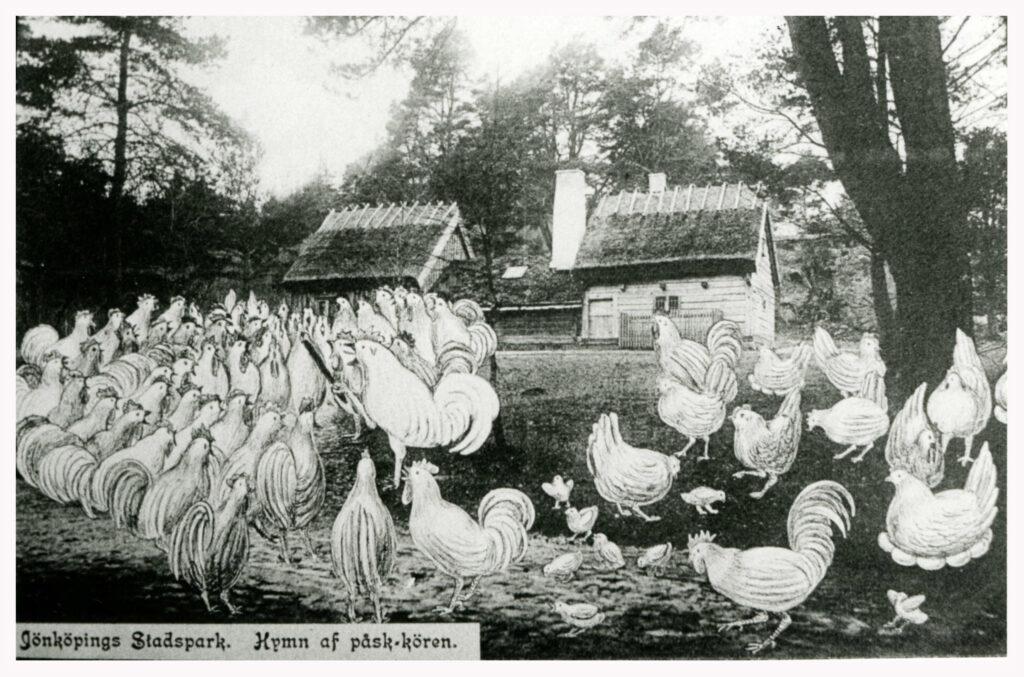Påskkort av sjungande höns i Jönköpings stadspark.